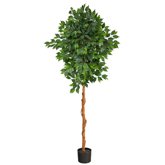 6ft. Potted Ficus Tree